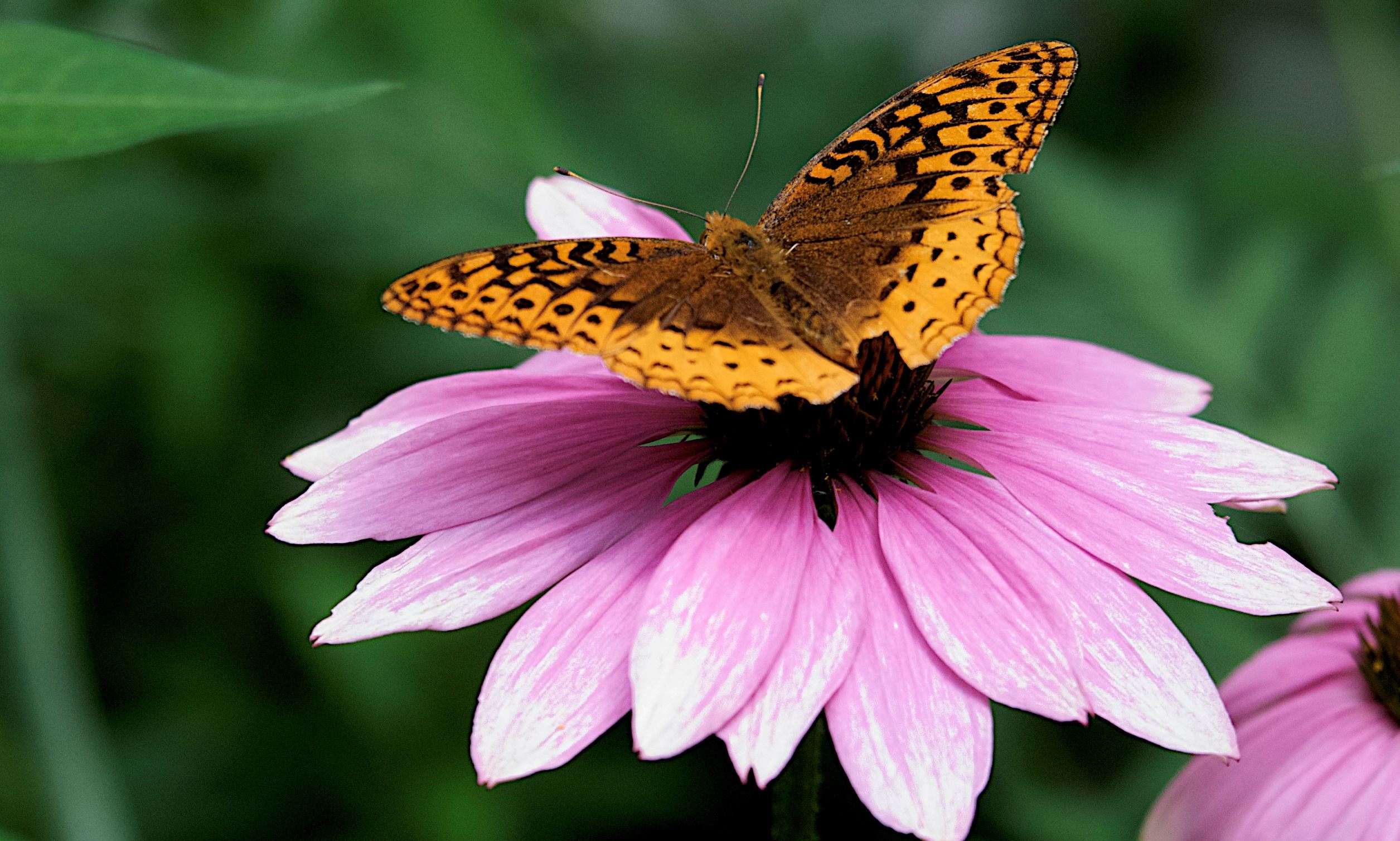Pink flower with orange and black butterfly
